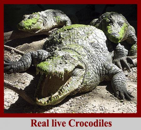 les crocodile